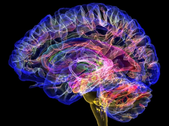 插穴艺术大脑植入物有助于严重头部损伤恢复